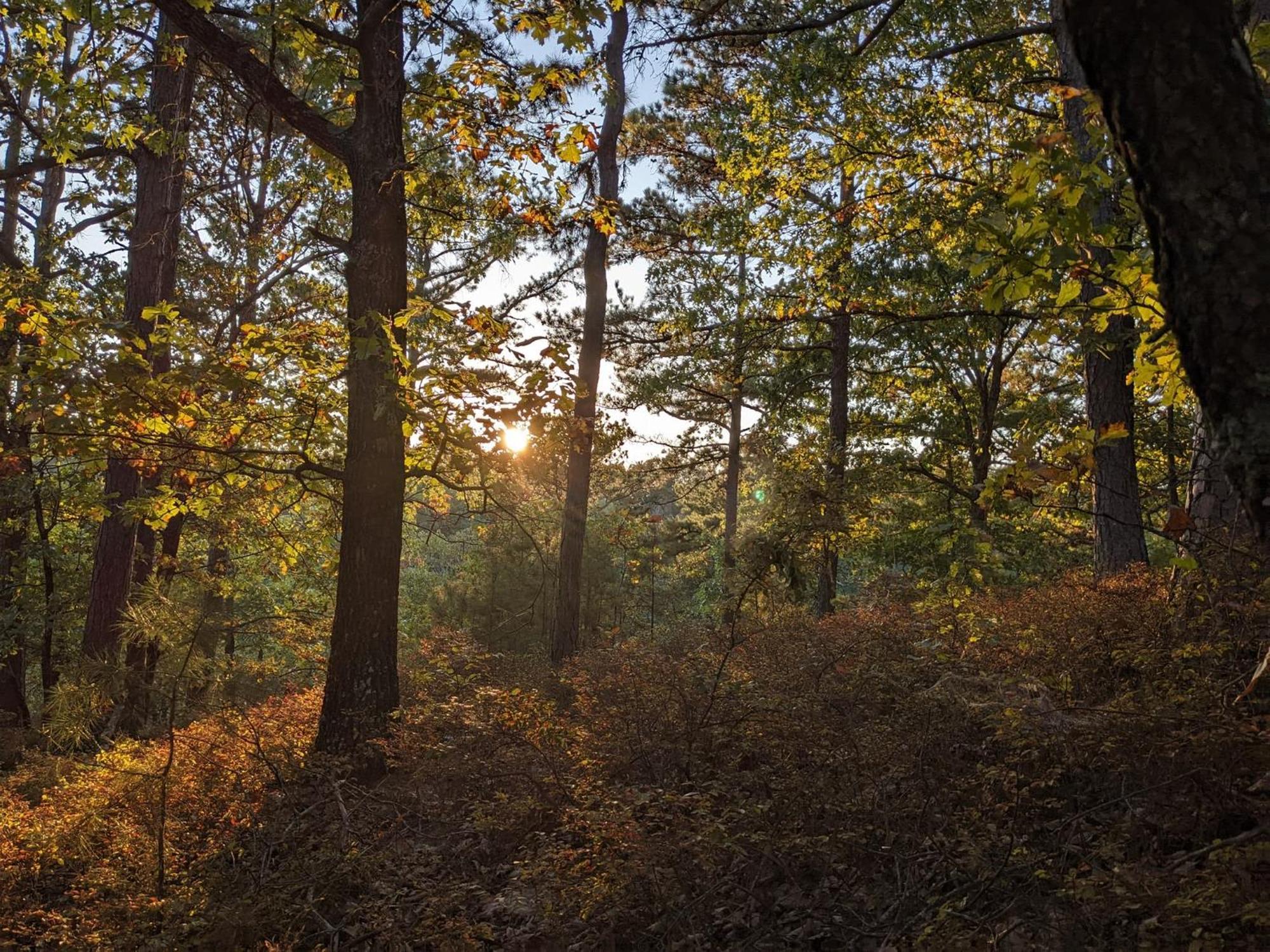 Loblolly Pines Adventure Cabin 4 King Eureka Springs Buitenkant foto